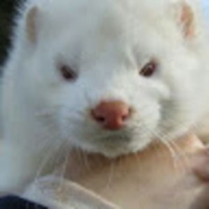 Meet your Posher, Veronica